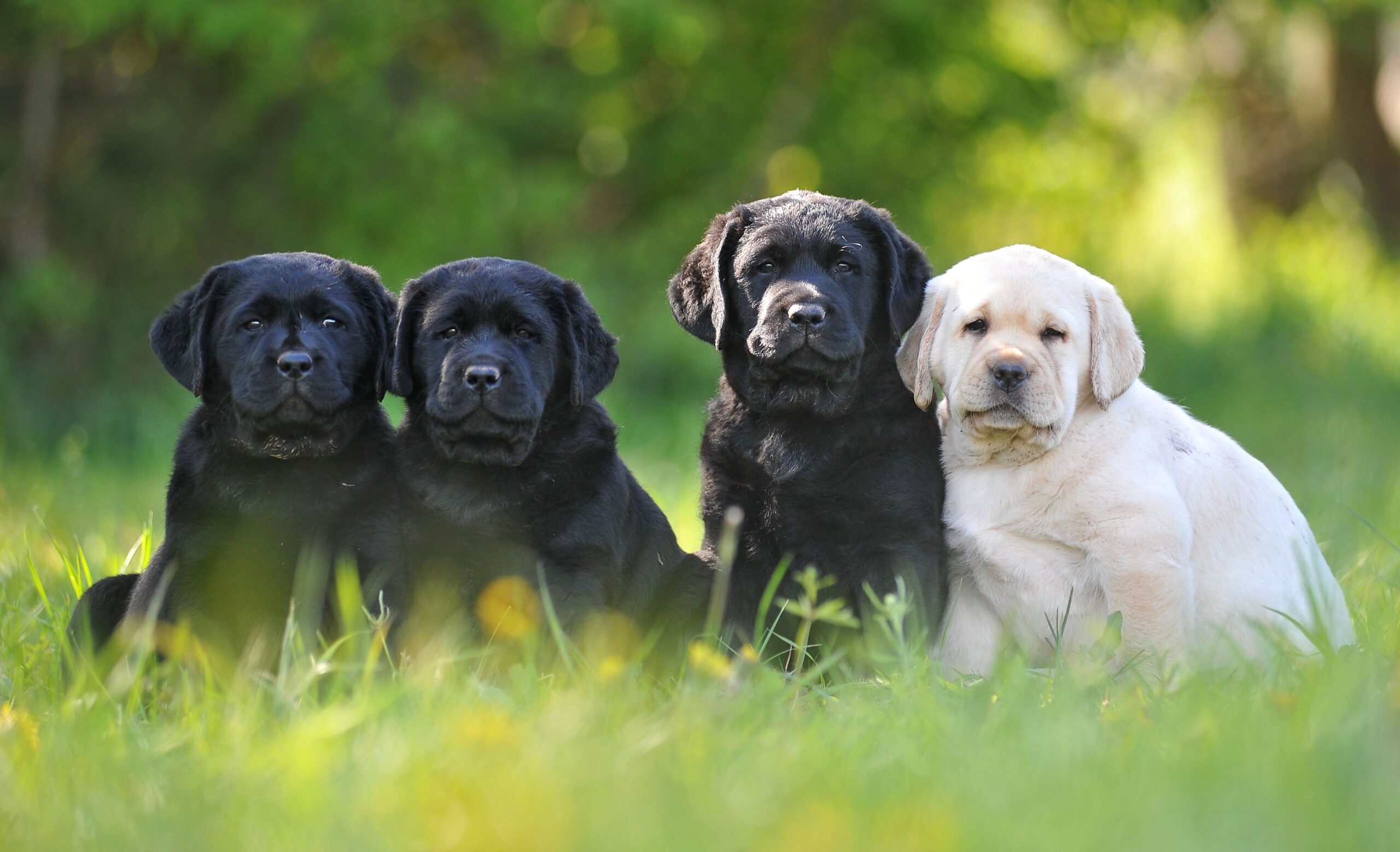 Černý labradorský retriever v horské louce